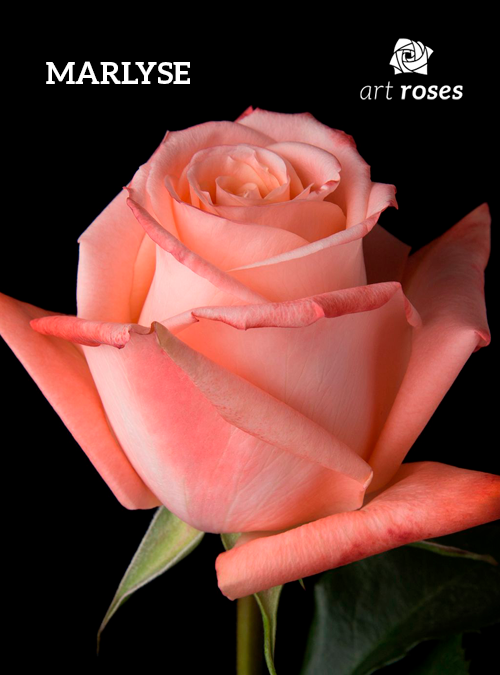MARLYSE – Art Roses